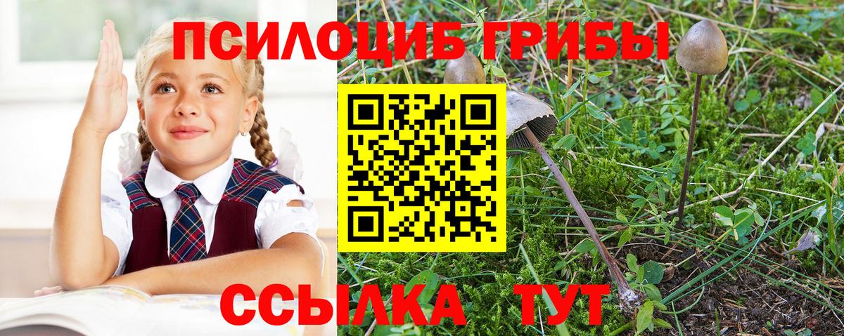 Псилоцибиновые грибы мицелий Дивногорск